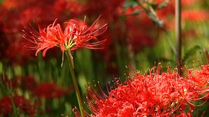 巾着田・曼珠沙華（日高市）