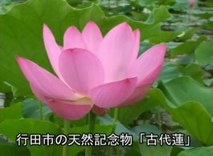 彩の国　四季めぐり