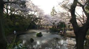 与野公園 桜