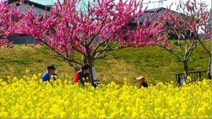 菜の花・花桃　中川やしおフラワーパーク