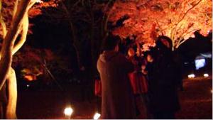 紅葉ライトアップ